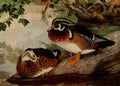 Horsfall 1919 Wood Duck A4 Photo Print