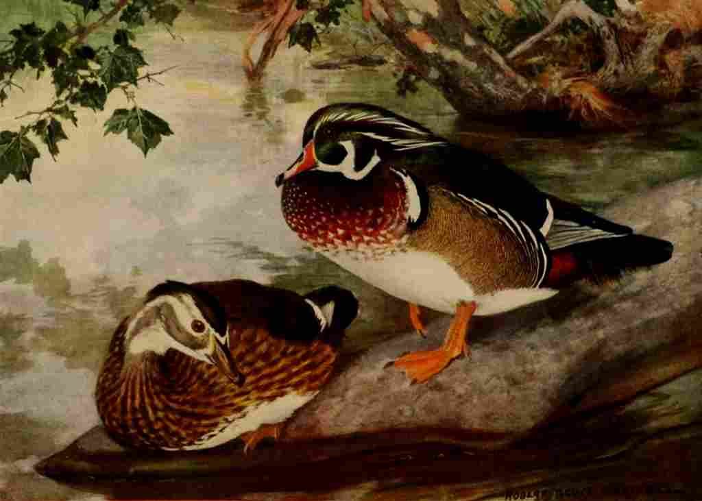 Horsfall 1919 Wood Duck A4 Photo Print