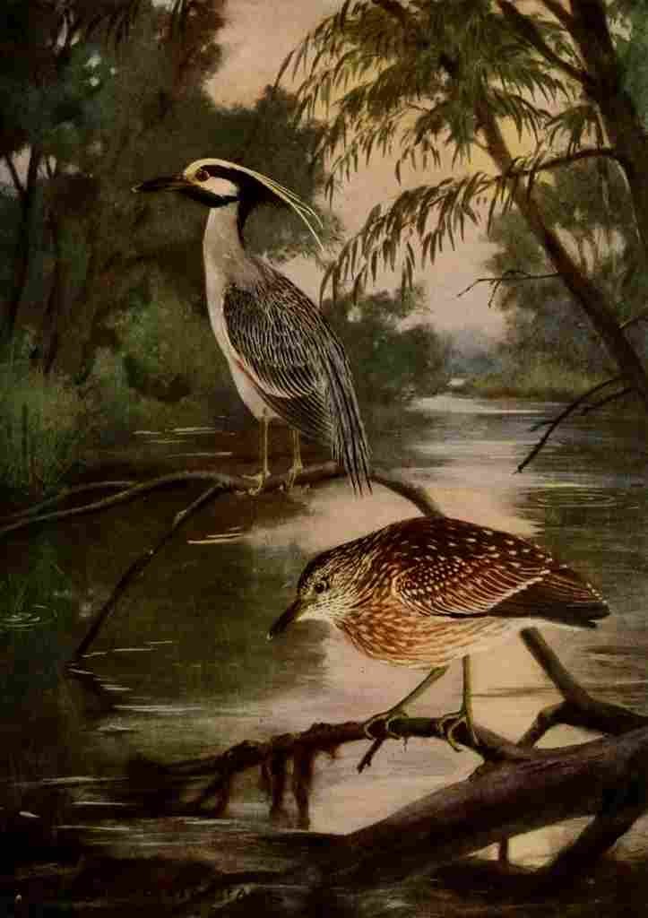 Horsfall 1919 Ylw crwnd Night Heron A4 Photo Print