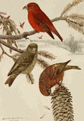 Horsfall Alaskan 1914 Red Crossbill A4 Photo Print