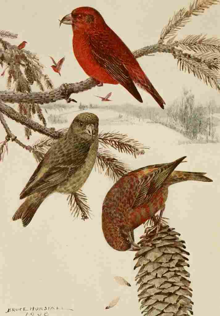 Horsfall Alaskan 1914 Red Crossbill A4 Photo Print