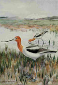 Horsfall Bird Lore 1922 Avocet A4 Photo Print