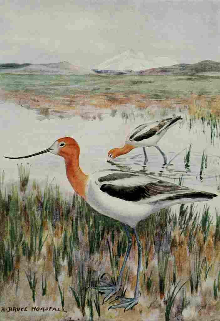 Horsfall Bird Lore 1922 Avocet A4 Photo Print