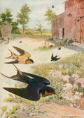 Horsfall Bird Lore 1922 Barn Swallow A4 Photo Print
