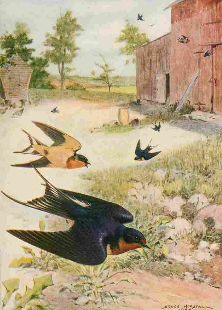Horsfall Bird Lore 1922 Barn Swallow A4 Photo Print