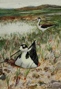 Horsfall Bird Lore 1922 Black necked Stilt A4 Photo Print
