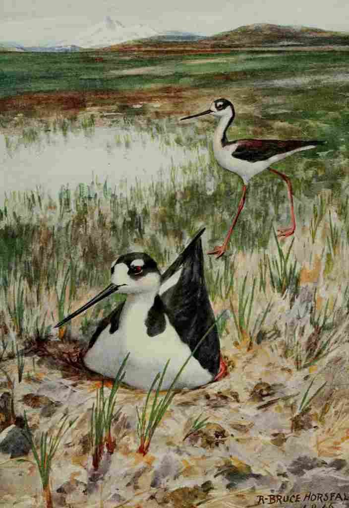 Horsfall Bird Lore 1922 Black necked Stilt A4 Photo Print