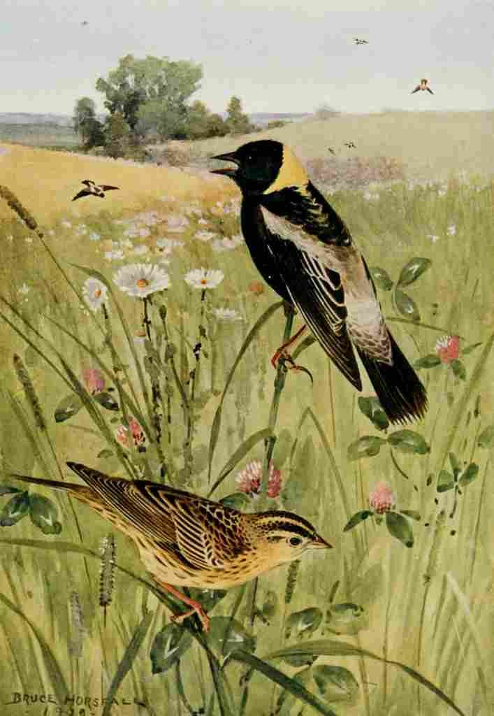 Horsfall Bird Lore 1922 Bobolink A4 Photo Print