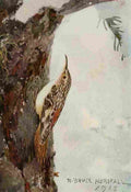 Horsfall Bird Lore 1922 Brown Creeper A4 Photo Print