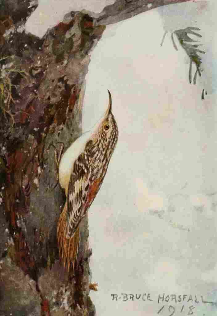 Horsfall Bird Lore 1922 Brown Creeper A4 Photo Print