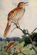 Horsfall Bird Lore 1922 Brown Thrasher A4 Photo Print
