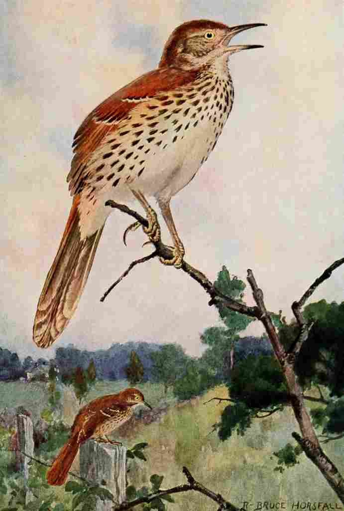 Horsfall Bird Lore 1922 Brown Thrasher A4 Photo Print