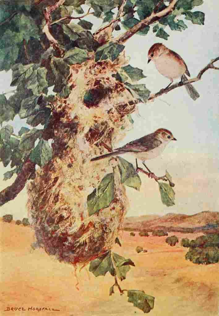 Horsfall Bird Lore 1922 Bush tit A4 Photo Print