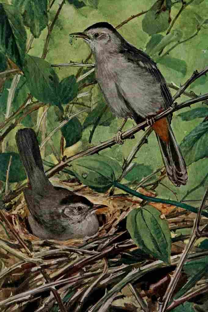 Horsfall Bird Lore 1922 Catbird A4 Photo Print