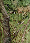 Horsfall Bird Lore 1922 Chestnut sided Warbler A4 Photo Print