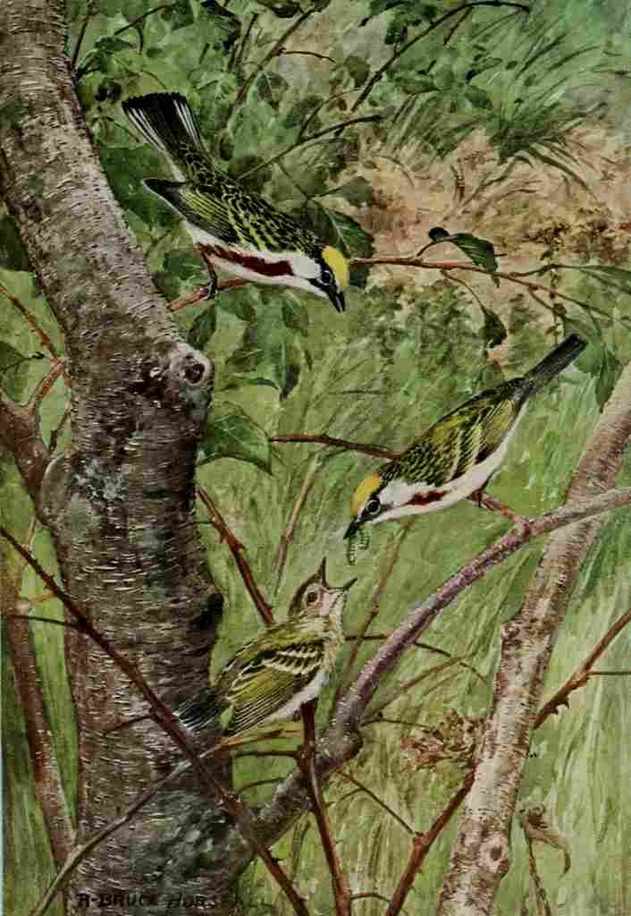 Horsfall Bird Lore 1922 Chestnut sided Warbler A4 Photo Print