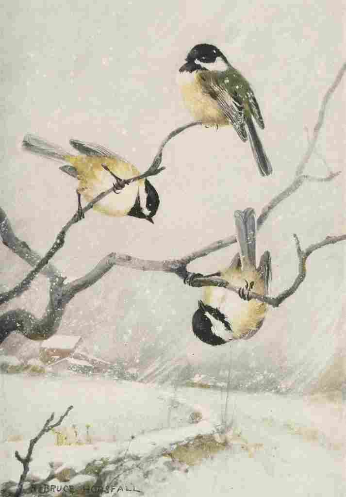 Horsfall Bird Lore 1922 Chickadee A4 Photo Print