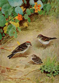 Horsfall Bird Lore 1922 Chipping Sparrow A4 Photo Print