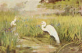 Horsfall Bird Lore 1922 Egret A4 Photo Print