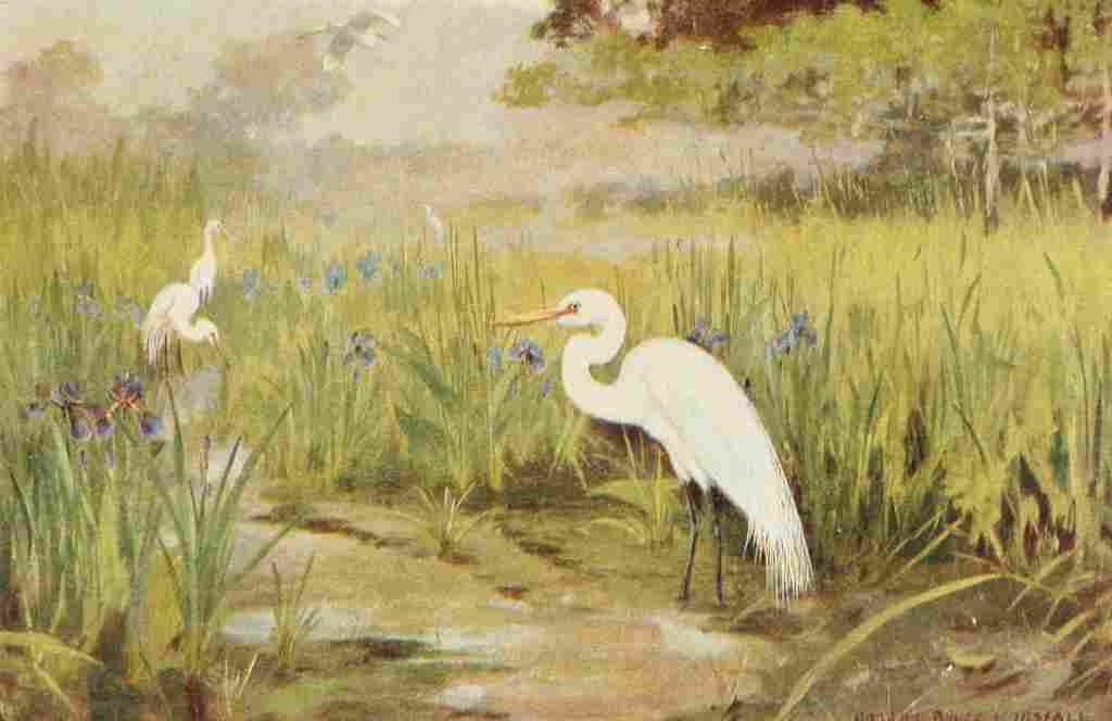 Horsfall Bird Lore 1922 Egret A4 Photo Print