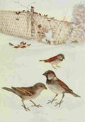 Horsfall Bird Lore 1922 English Sparrow A4 Photo Print