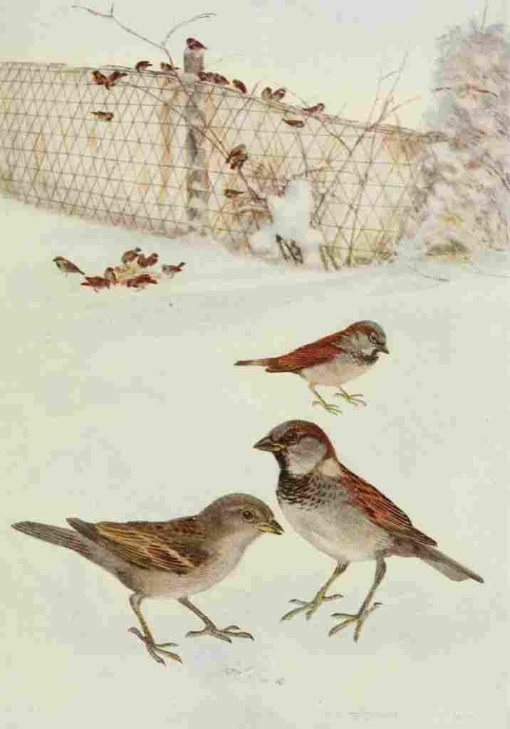 Horsfall Bird Lore 1922 English Sparrow A4 Photo Print