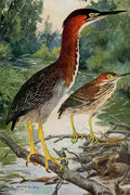 Horsfall Bird Lore 1922 Green Heron A4 Photo Print