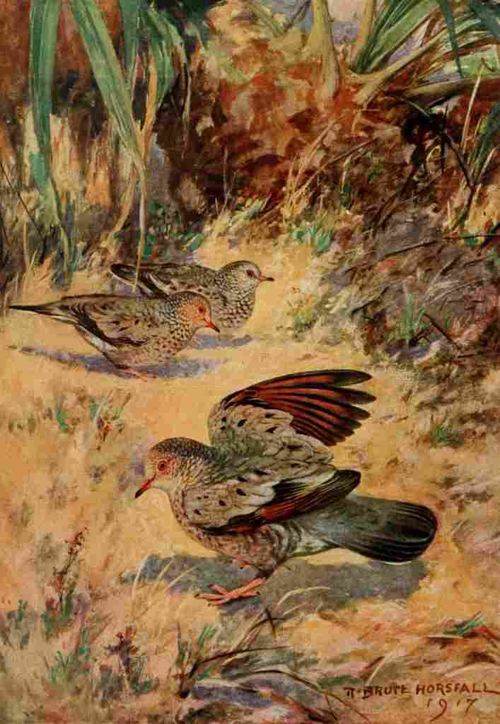 Horsfall Bird Lore 1922 Ground Dove A4 Photo Print