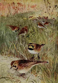 Horsfall Bird Lore 1922 Horned Lark A4 Photo Print