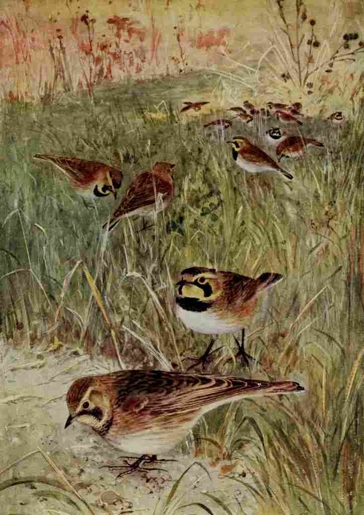 Horsfall Bird Lore 1922 Horned Lark A4 Photo Print