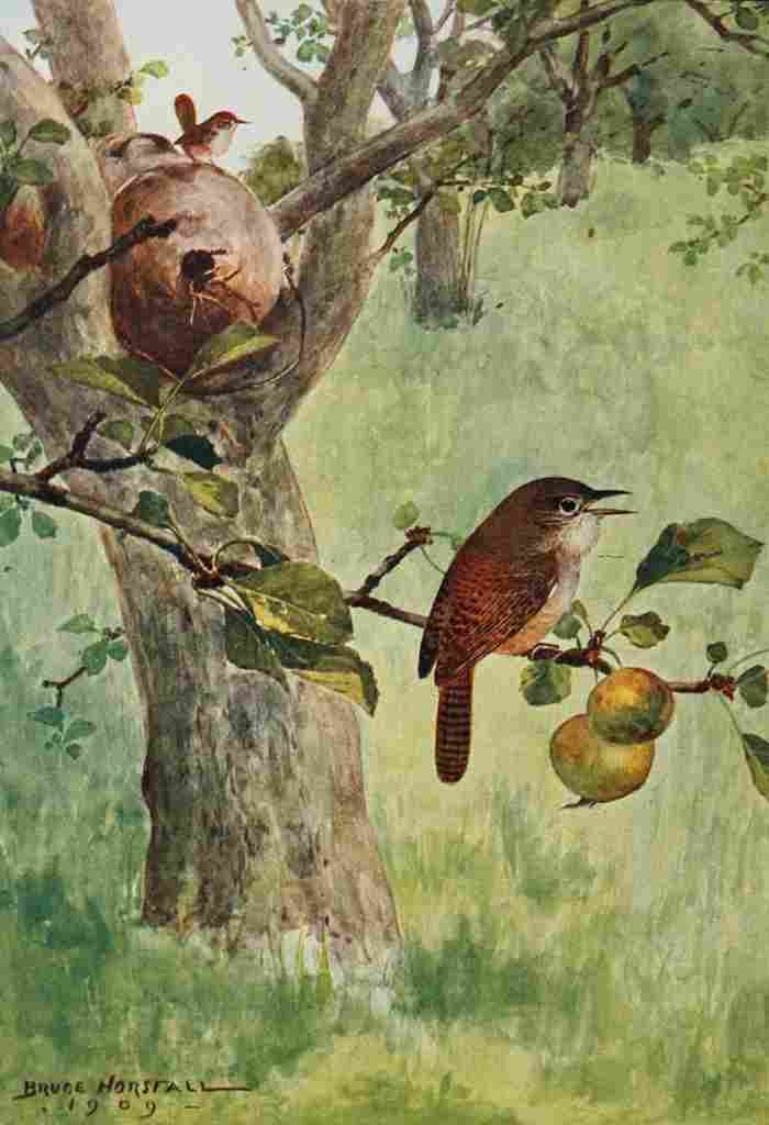 Horsfall Bird Lore 1922 House Wren A4 Photo Print