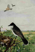 Horsfall Bird Lore 1922 Kingbird A4 Photo Print