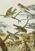 Horsfall Bird Lore 1922 Kinglets A4 Photo Print