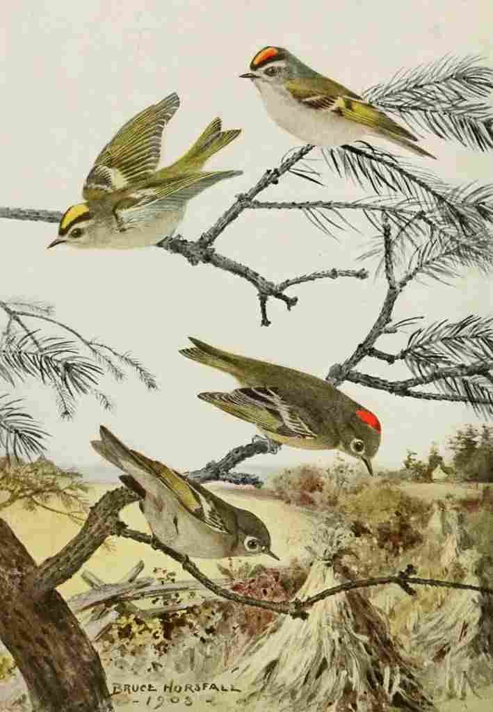 Horsfall Bird Lore 1922 Kinglets A4 Photo Print