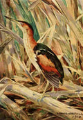Horsfall Bird Lore 1922 Least Bittern A4 Photo Print