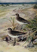 Horsfall Bird Lore 1922 Least Sandpiper A4 Photo Print