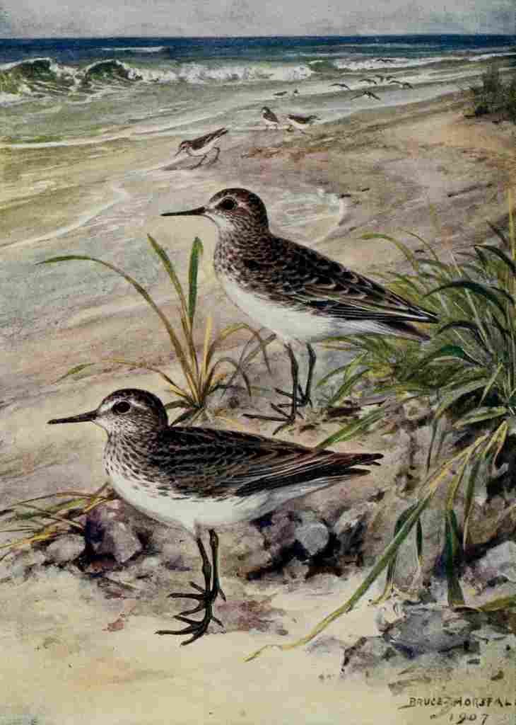 Horsfall Bird Lore 1922 Least Sandpiper A4 Photo Print