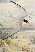 Horsfall Bird Lore 1922 Least Tern A4 Photo Print