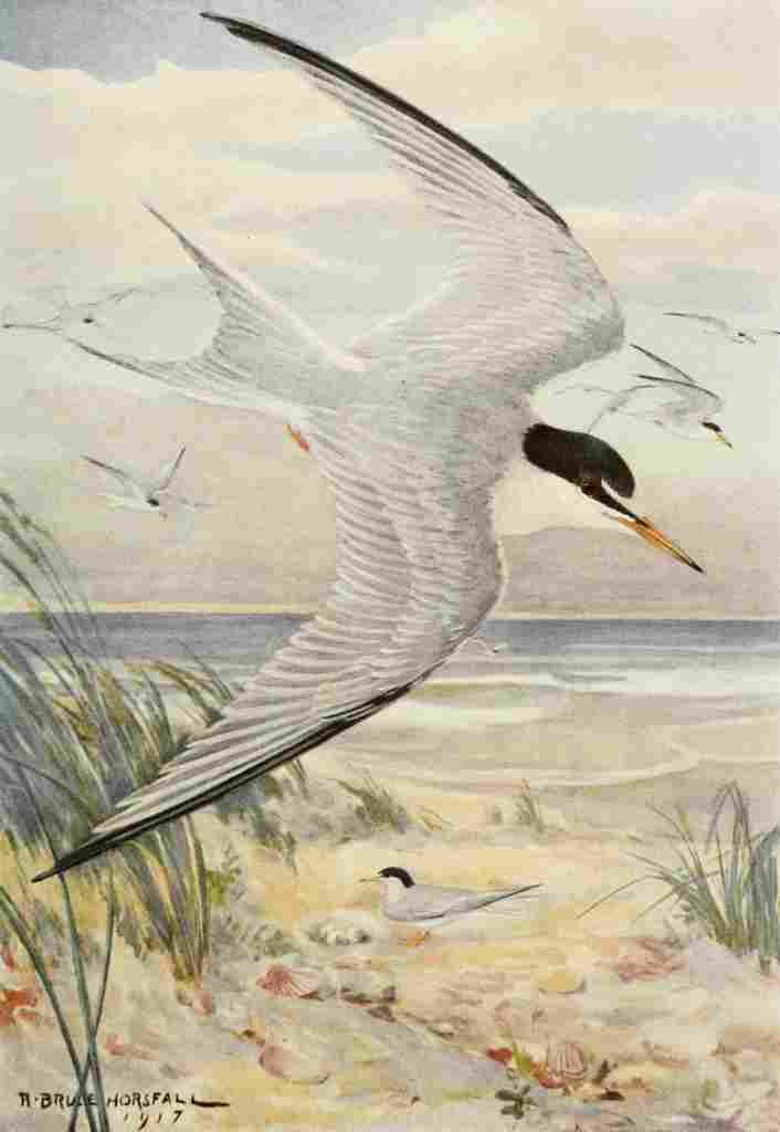 Horsfall Bird Lore 1922 Least Tern A4 Photo Print