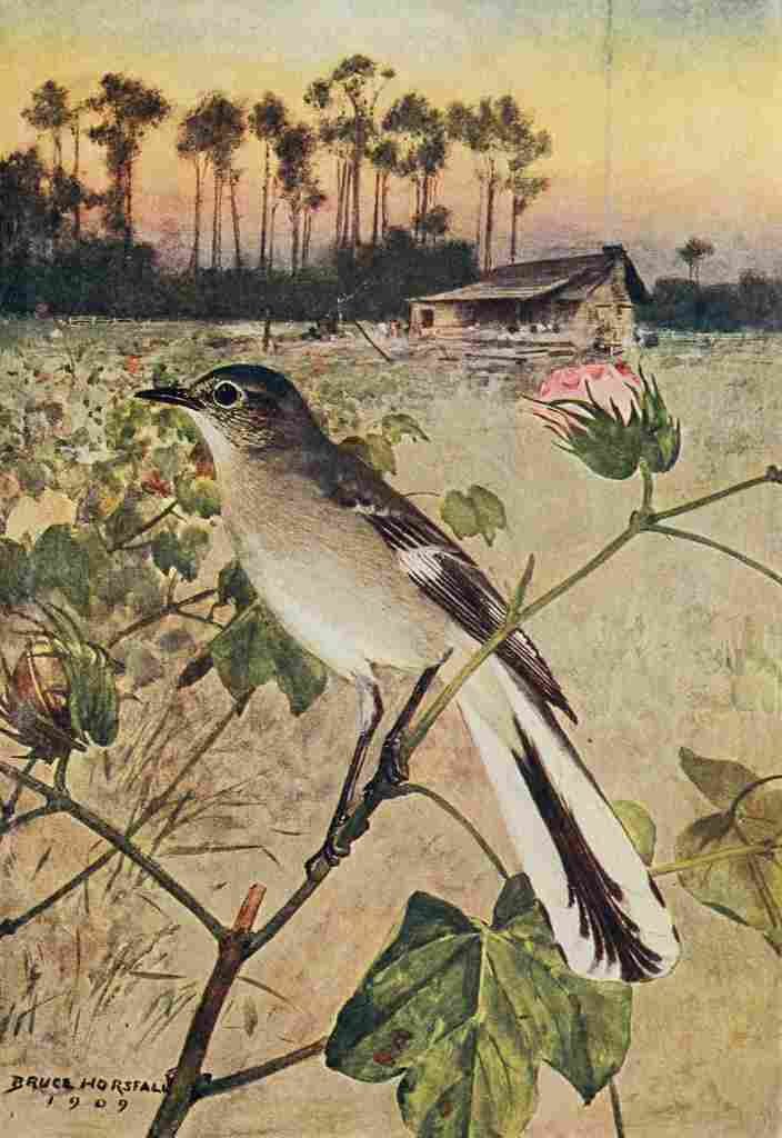 Horsfall Bird Lore 1922 Mockingbird A4 Photo Print