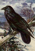 Horsfall Bird Lore 1922 Northern Raven A4 Photo Print