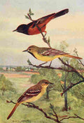 Horsfall Bird Lore 1922 Orchard Oriole A4 Photo Print