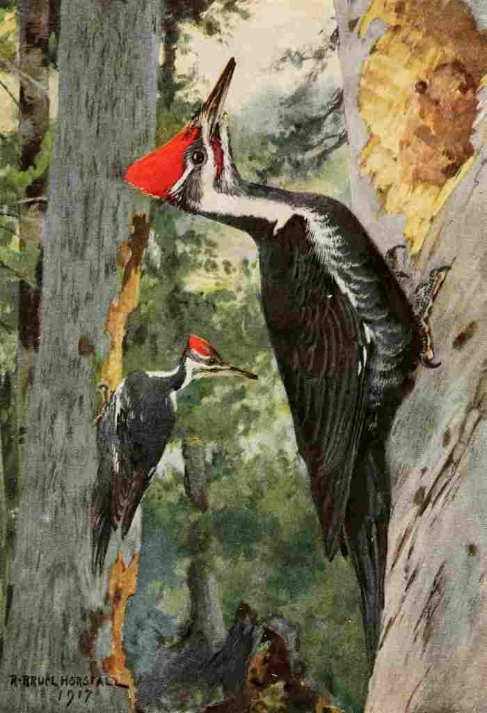 Horsfall Bird Lore 1922 Pileated Woodpecker A4 Photo Print