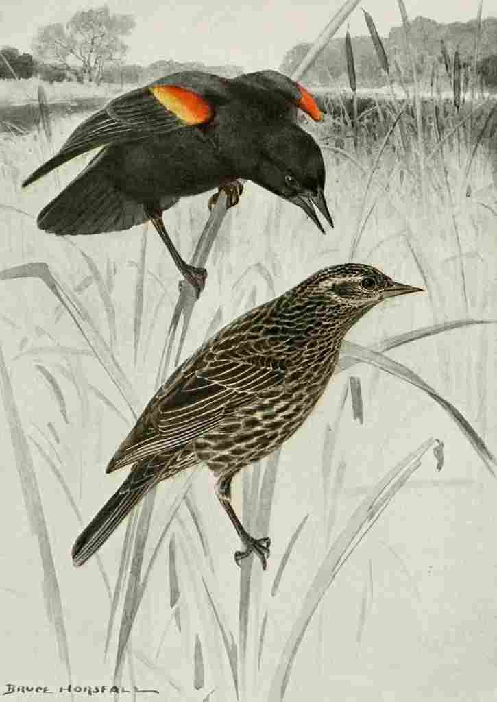 Horsfall Bird Lore 1922 Red winged Blackbird A4 Photo Print