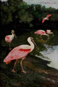Horsfall Bird Lore 1922 Roseate Spoonbill A4 Photo Print