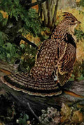 Horsfall Bird Lore 1922 Ruffed Grouse A4 Photo Print