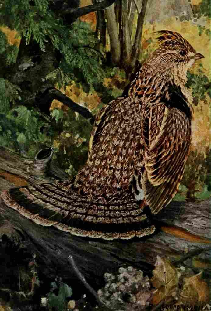 Horsfall Bird Lore 1922 Ruffed Grouse A4 Photo Print