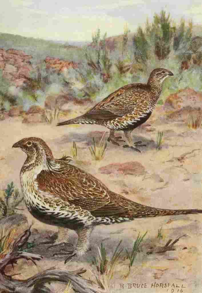 Horsfall Bird Lore 1922 Sage Grouse A4 Photo Print