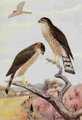 Horsfall Bird Lore 1922 Sharp shinned Hawk A4 Photo Print