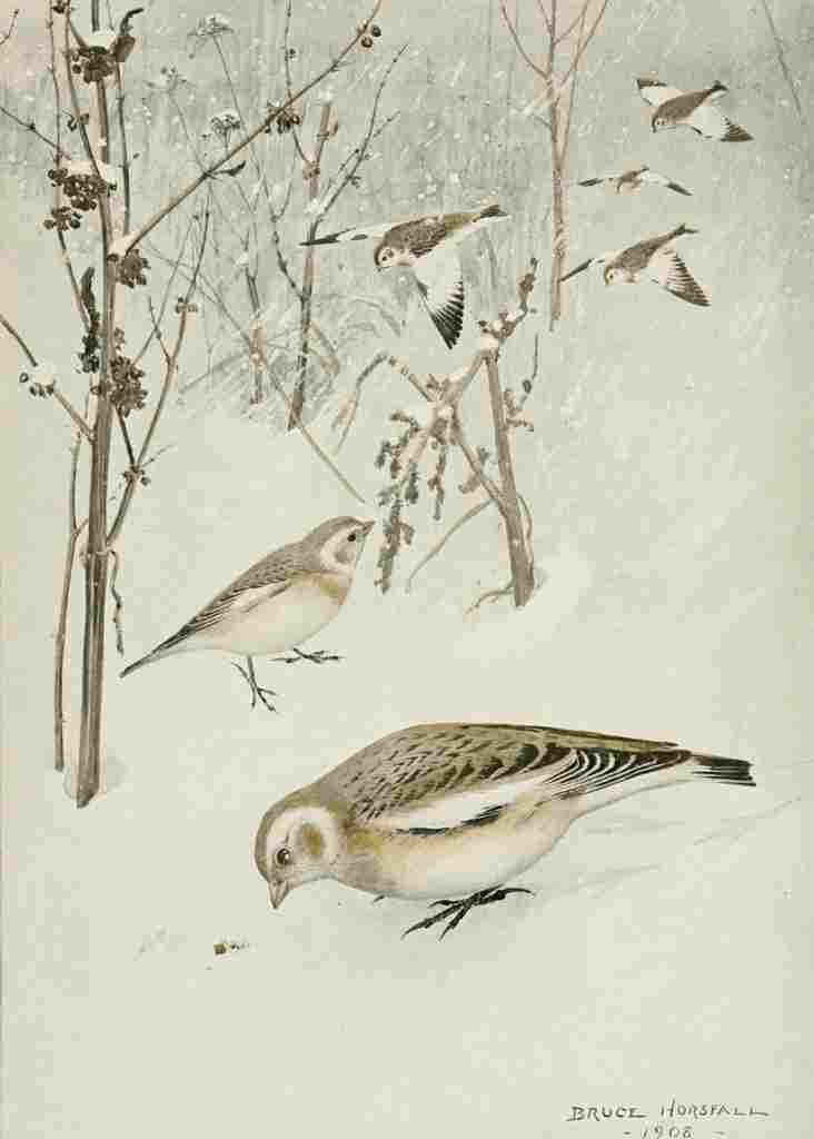 Horsfall Bird Lore 1922 Snowflake A4 Photo Print